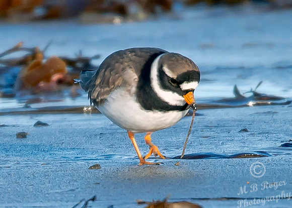 Beach Birds - Thurso Beach