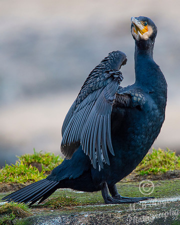 Sea Birds - Cormorant