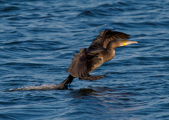 Cormorant landing