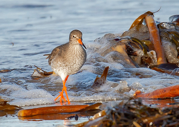 Beach Birds - Thurso Beach