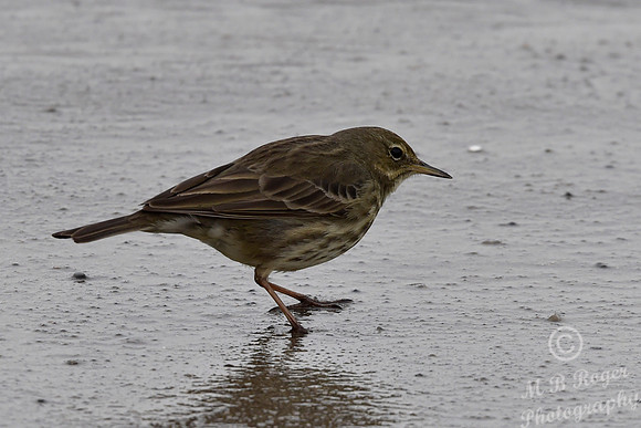 Beach Birds - Thurso Beach
