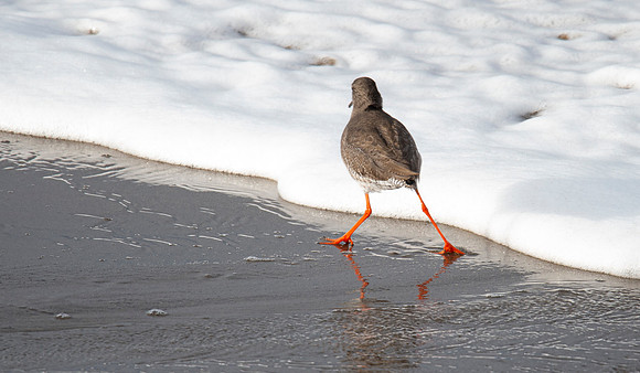 Redshank at Thurso Beach