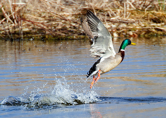 Mallard