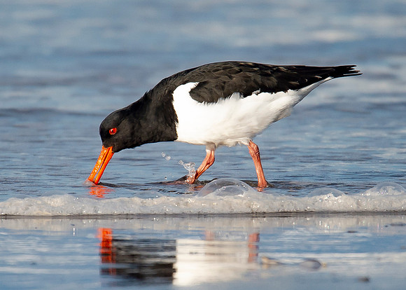 Beach Birds - Thurso Beach