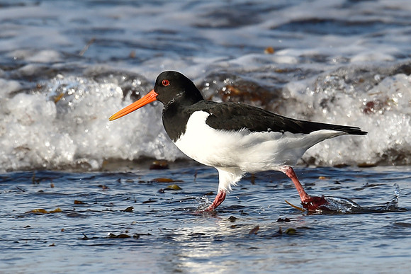 Beach Birds - Thurso Beach