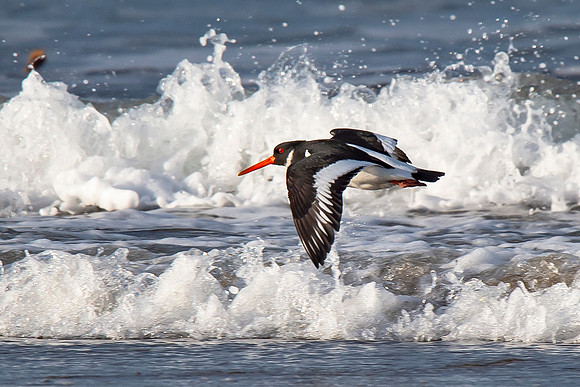 Beach Birds - Thurso Beach