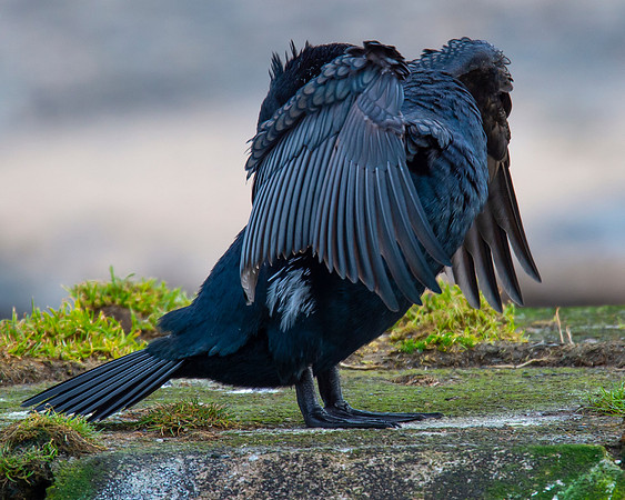 Sea Birds - Cormorant