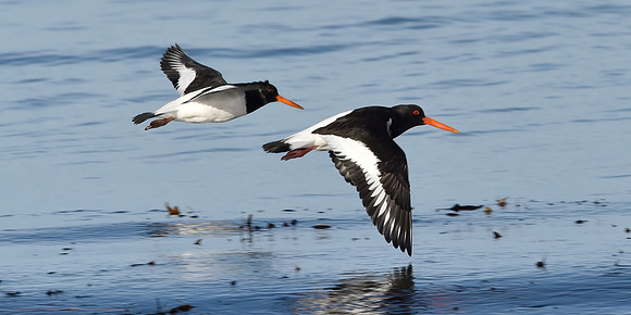 Beach Birds - Thurso Beach