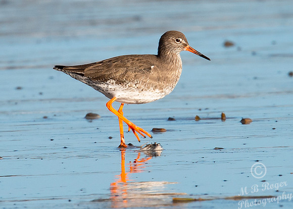 Beach Birds - Thurso Beach