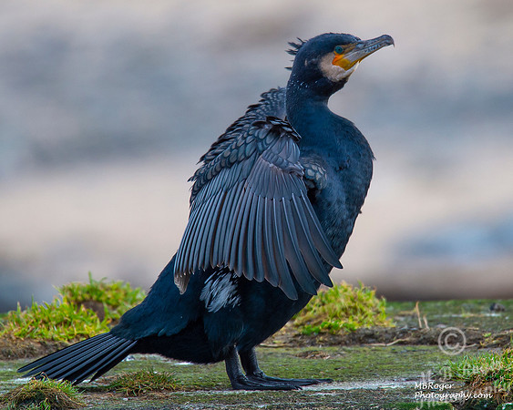 Sea Birds - Cormorant