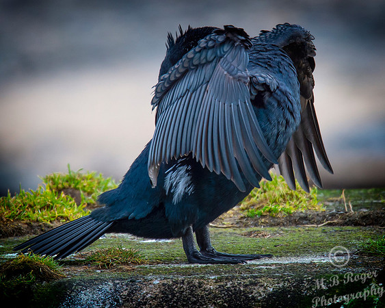Sea Birds - Cormorant