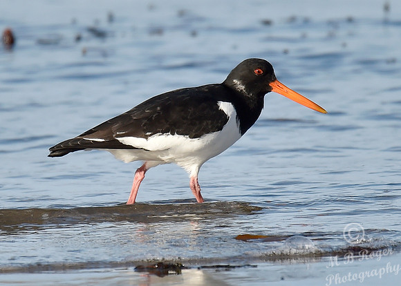 Beach Birds - Thurso Beach