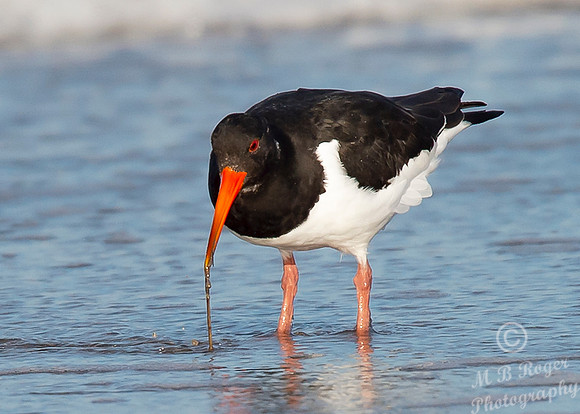 Beach Birds - Thurso Beach