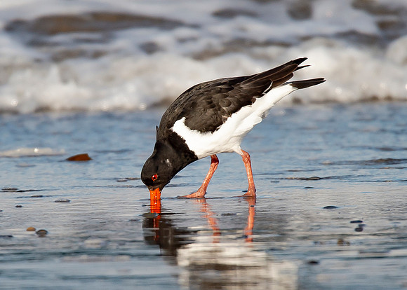 Beach Birds - Thurso Beach
