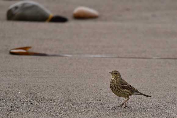 Beach Birds - Thurso Beach