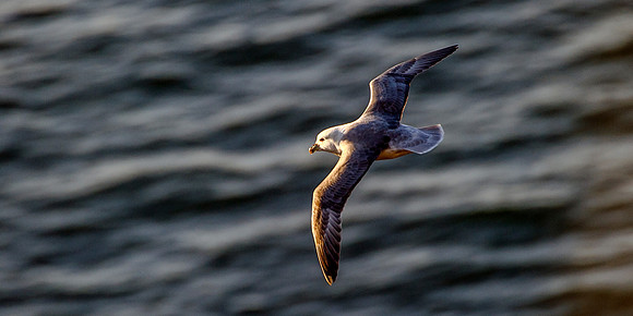 Fulmar at Dunnet Head