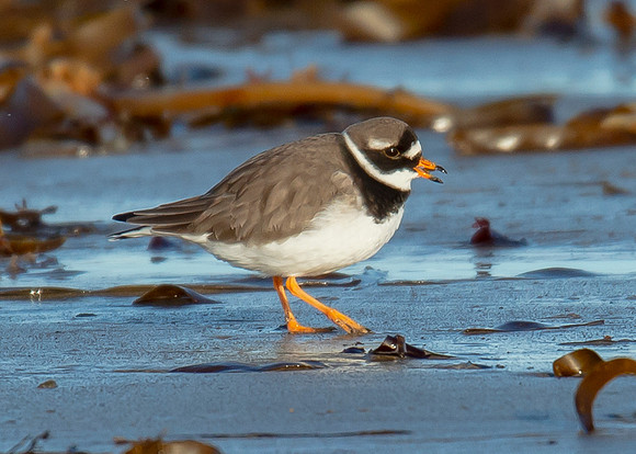 Beach Birds - Thurso Beach