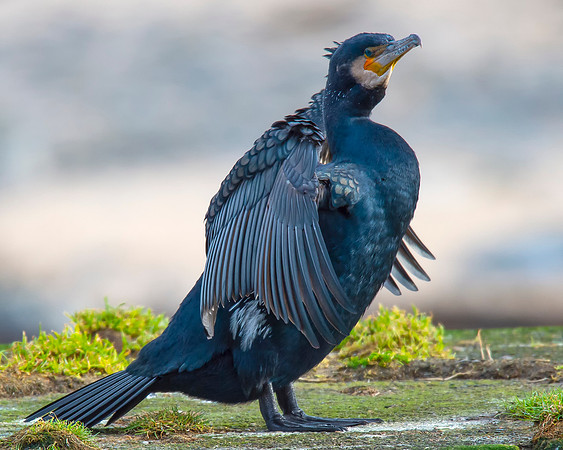 Sea Birds - Cormorant
