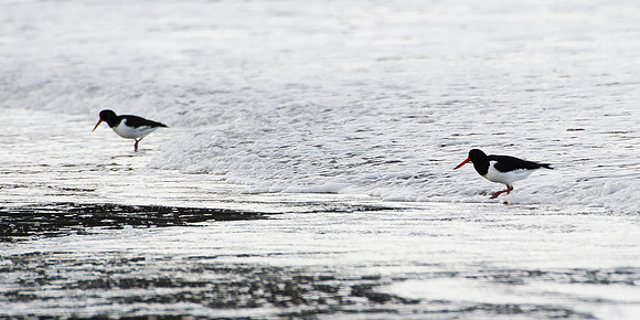 Oystercatchers in the surf