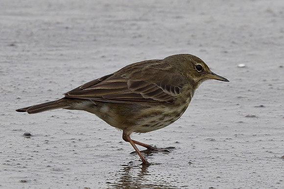 Beach Birds - Thurso Beach