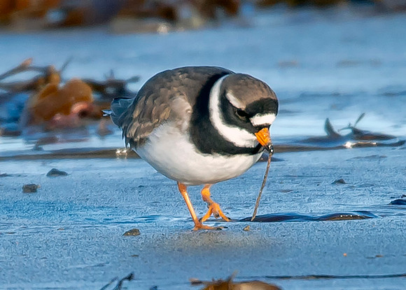 Beach Birds - Thurso Beach
