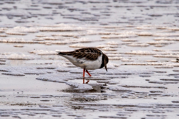 Turnstone at Thurso Beach