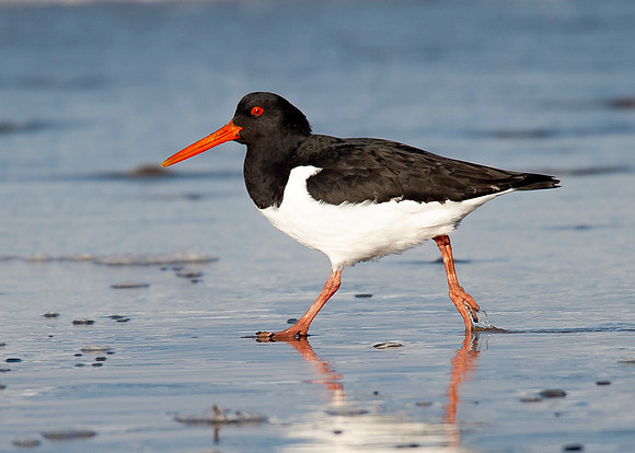 Beach Birds - Thurso Beach