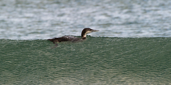 Great Northern Diver in the waves at Thurso Beach
