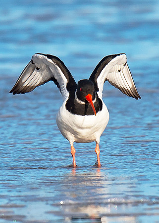Beach Birds - Thurso Beach