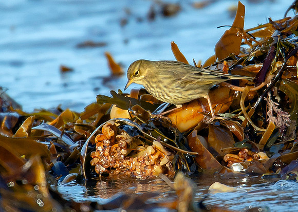 Beach Birds - Thurso Beach