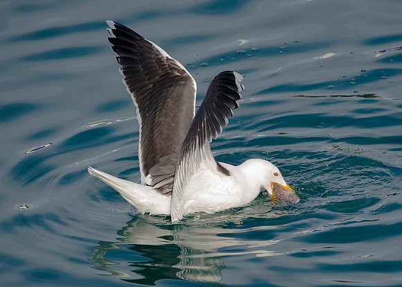 Lesser Black Backed Gull feeding at Scrabster Harbour