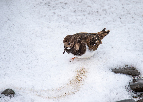 Turnstone at Thurso Beach