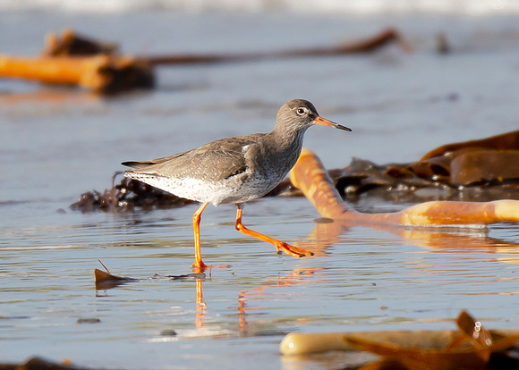 Beach Birds - Thurso Beach