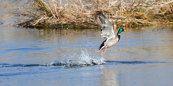 Mallard