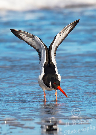 Beach Birds - Thurso Beach
