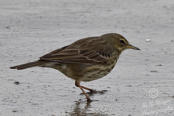 Beach Birds - Thurso Beach