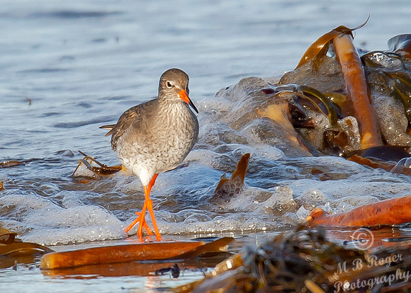Beach Birds - Thurso Beach