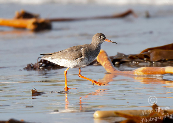 Beach Birds - Thurso Beach