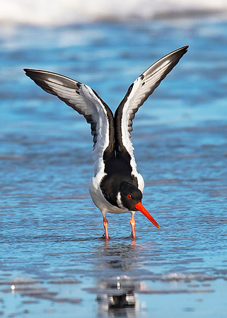 Beach Birds - Thurso Beach