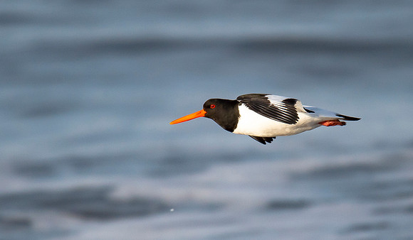 Beach Birds - Thurso Beach