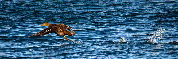 Eider taking off