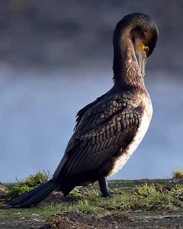 Cormorant preening at Thurso Harbour