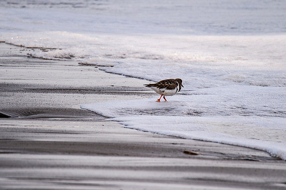 Turnstone at Thurso Beach