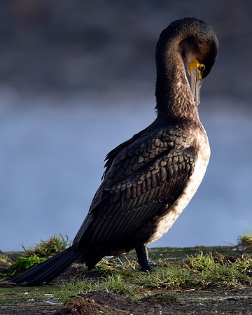 Cormorant preening at Thurso Harbour