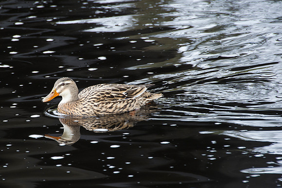 female mallard