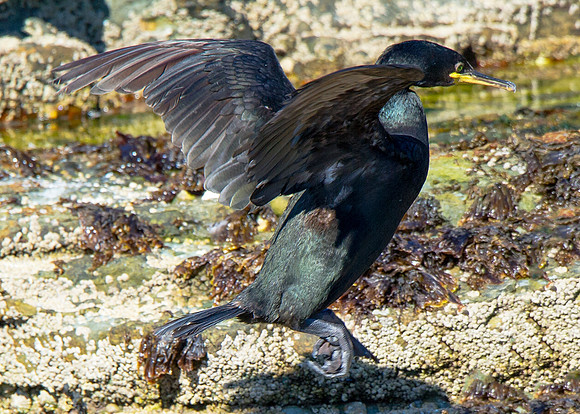 Pentland Venture Wildlife Cruise around Stroma 27/08/2014