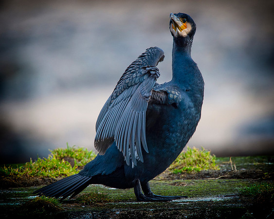 Sea Birds - Cormorant