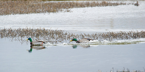 mallards at St Johns Loch