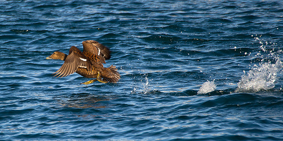 Eider taking off