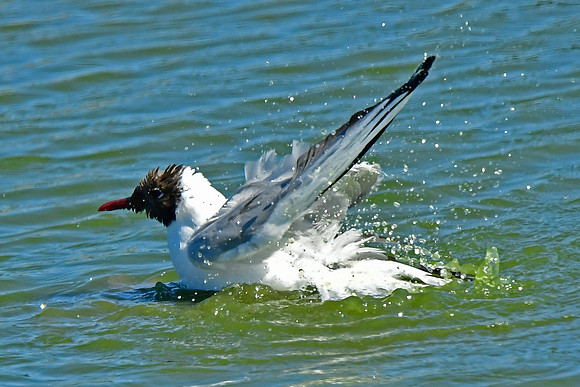Tern